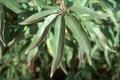 Vitex agnus castus